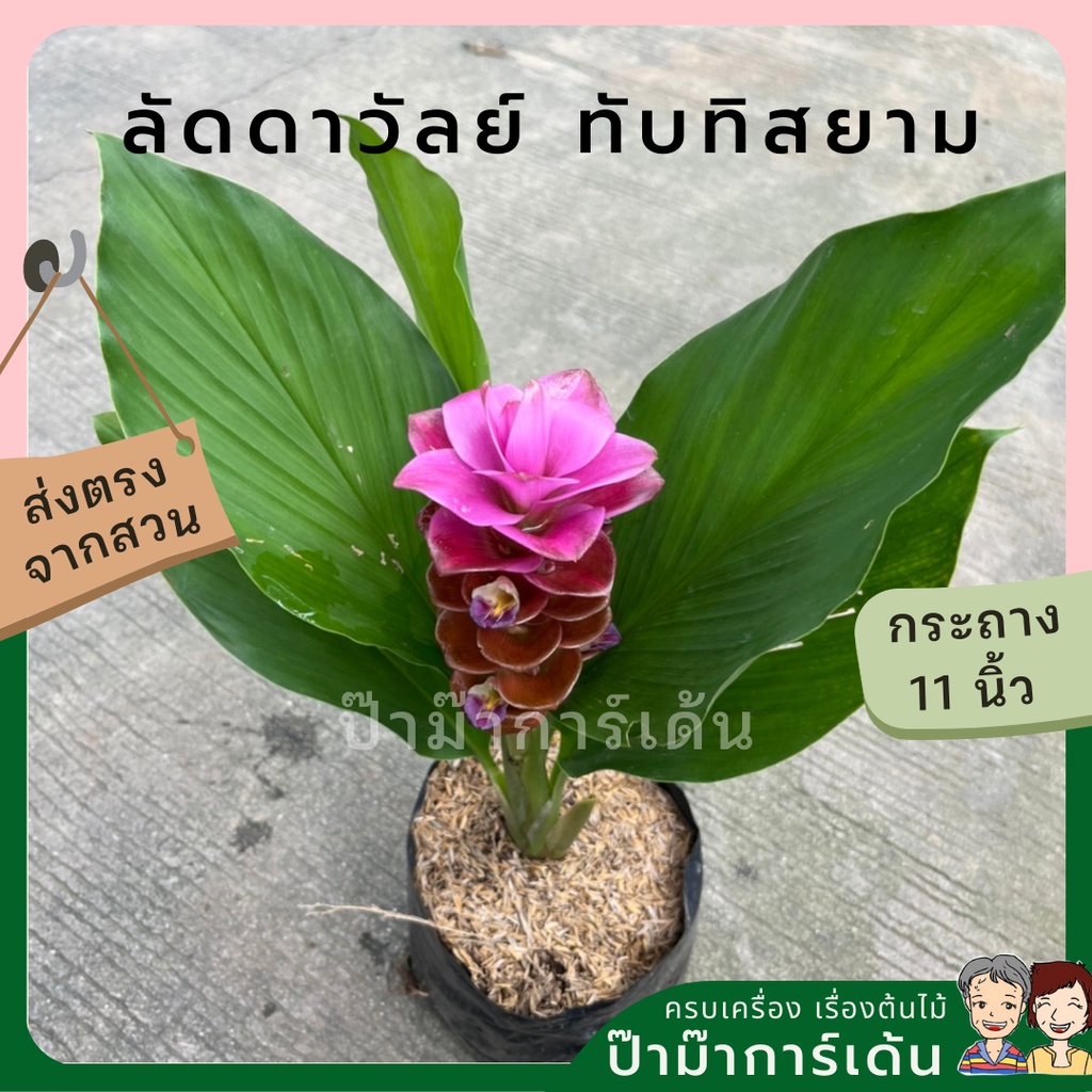 ลัดดาวัลย์ ทับทิมสยาม ส่งพร้อมถุงดำ ดอกสีชมพู สวยงาม