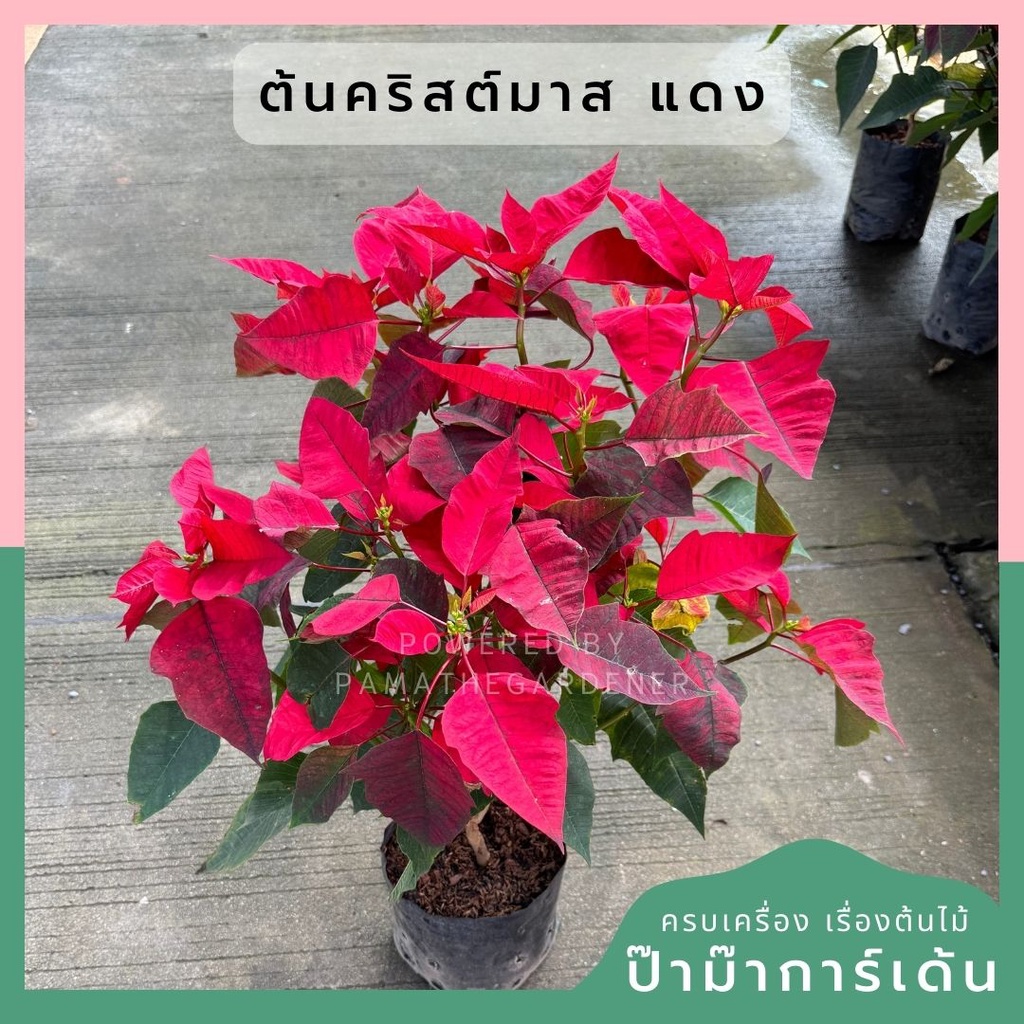 ต้นคริสต์มาส ส่งพร้อมถุงดำ สีแดงสด