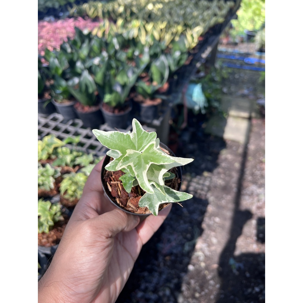 ต้นไอวี่ ด่างเหลือง กระถาง 3 นิ้ว – Golden Variegated Ivy