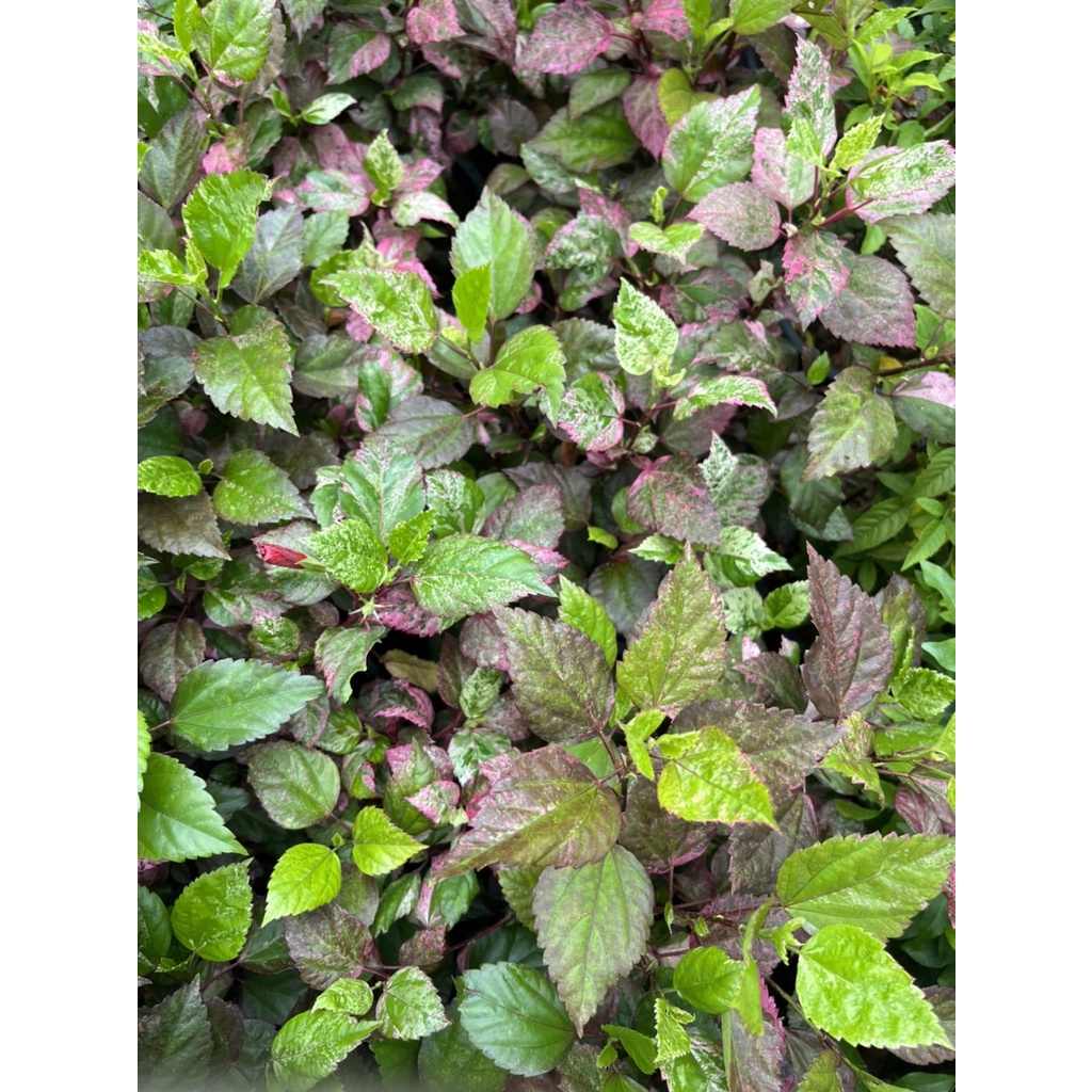 ชบาด่าง กระถาง 5-6 นิ้ว – Variegated Hibiscus