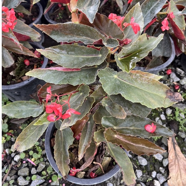 บีโกเนีย ใบยาว กระถาง 5-6 นิ้ว – Long Leaf Begonia