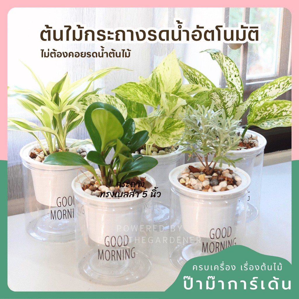 ต้นไม้ฟอกอากาศ ต้นไม้มงคล พร้อมกระถางรดน้ำอัตโนมัต 4"นิ้ว แถมหินฟรี