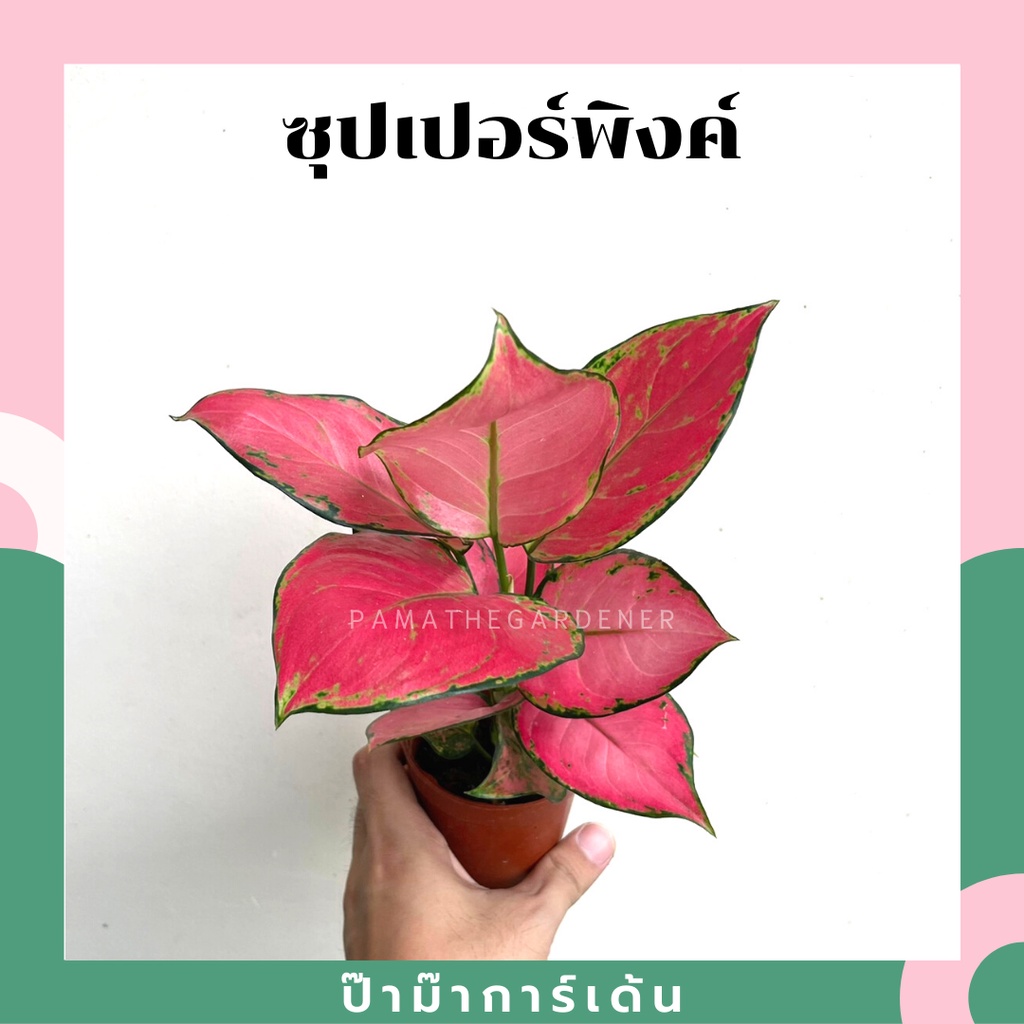 ซุปเปอร์พิ้งค์ ในกระถางพร้อมตั้ง (ราคาส่ง)