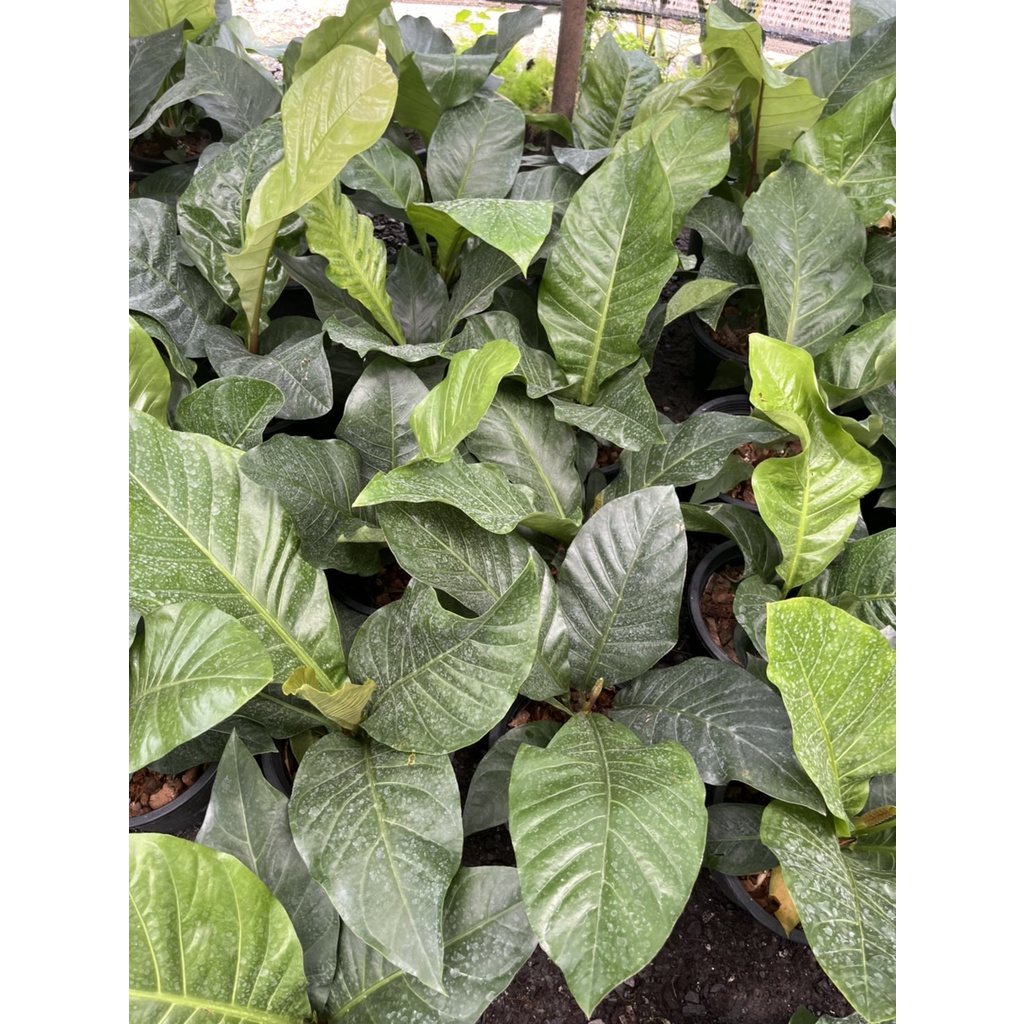 ต้นโชคเก้าชั้น กระถาง 11 นิ้ว Anthurium Bird's Nest หน้าวัวใบผักกาด