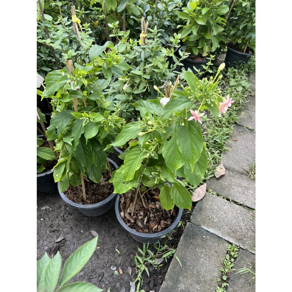 เล็บมือนาง กระถาง 8 นิ้ว – Rangoon Creeper