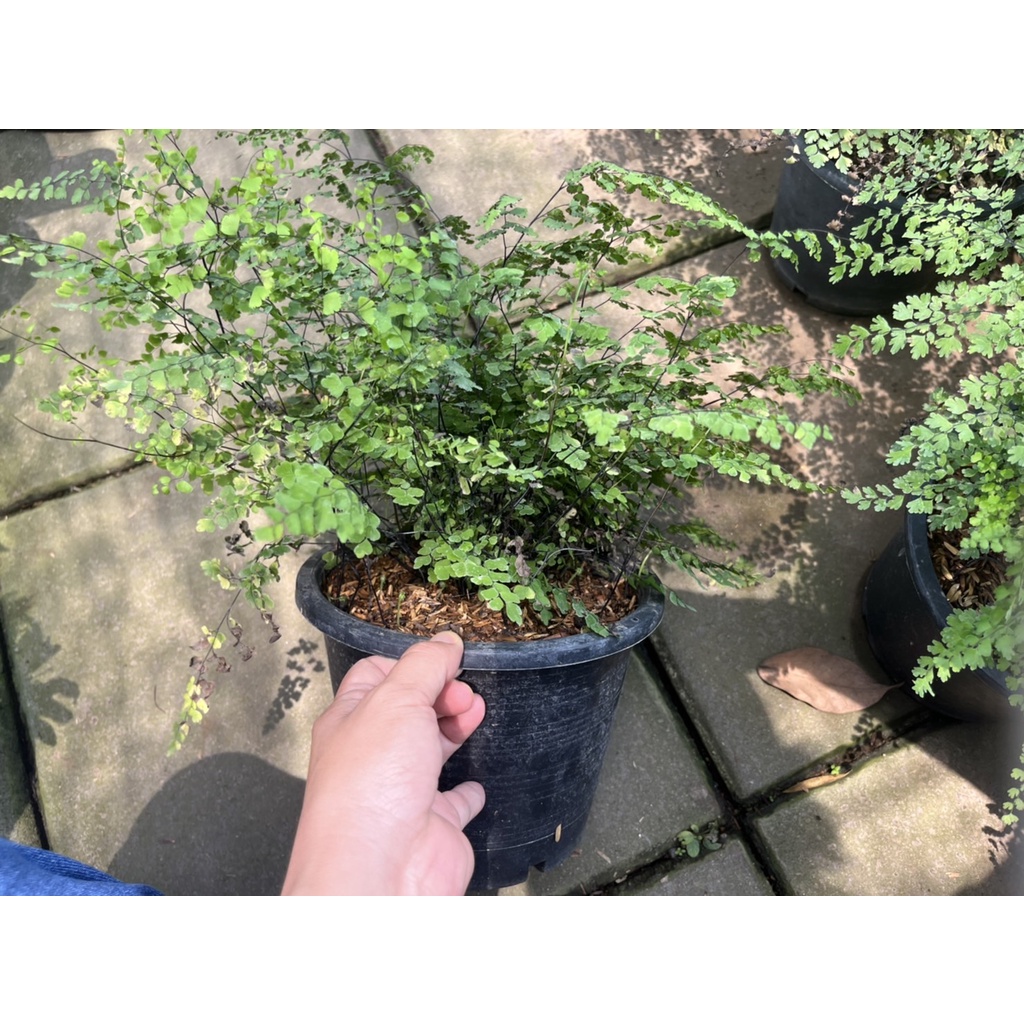 เฟิร์นก้านดำ กระถาง 5 นิ้ว – Maidenhair Fern