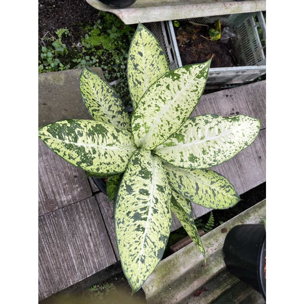 แผ่บารมี กระถาง 11 นิ้ว – Anthurium Hookeri - มุมมองที่ 2