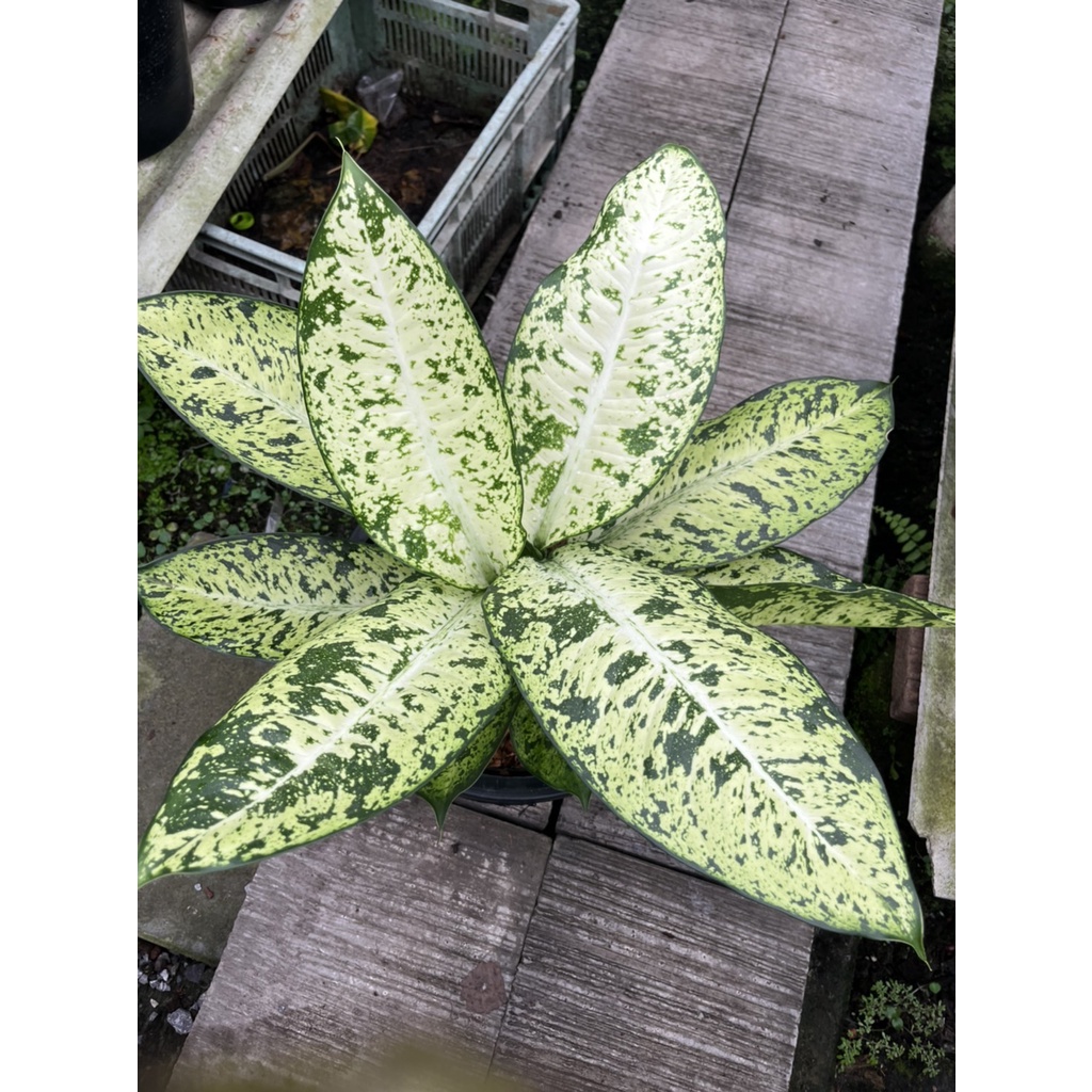 แผ่บารมี กระถาง 11 นิ้ว – Anthurium Hookeri - มุมมองที่ 3