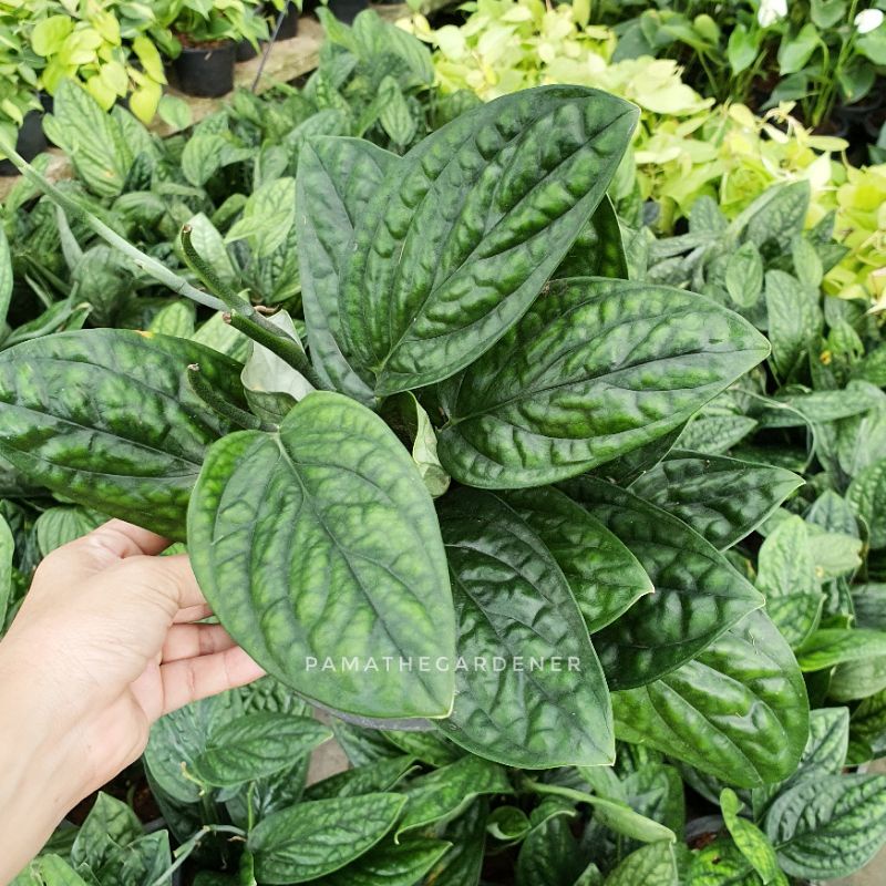 พลูปีกนก กระถาง 5-6 นิ้ว พร้อมตั้ง – Dragon Tail Plant