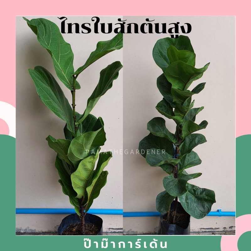 ไทรใบสักต้นสูง พร้อมตั้ง รากแน่น