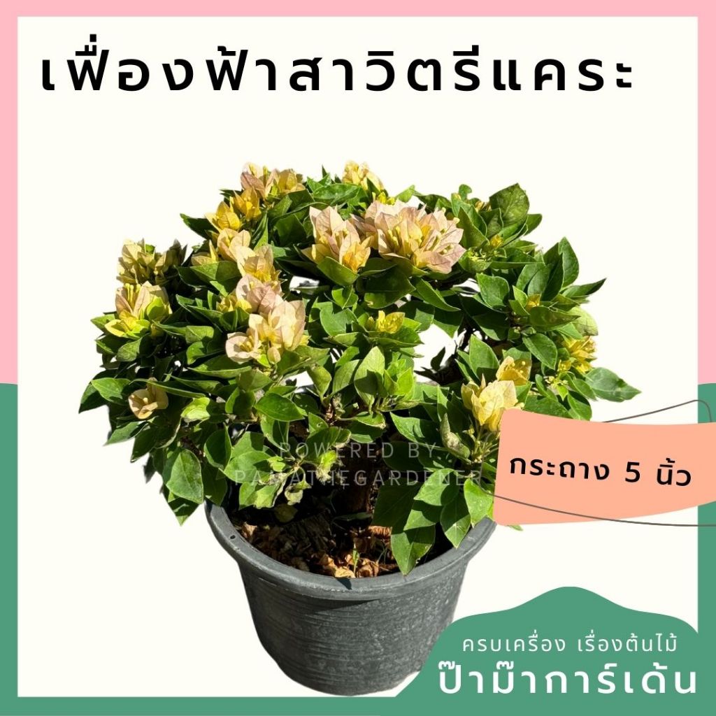 ต้นเฟื่องฟ้าสาวิตรี มาในกระถางพร้อมตั้ง ไม้แดด คละสี