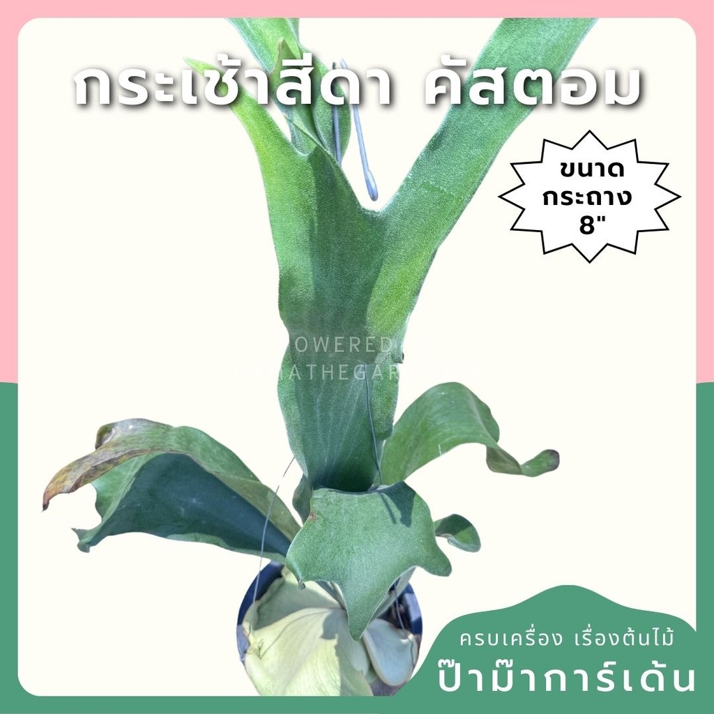 กระเช้าสีดา คัสตั้ม กระถาง 8 นิ้ว
