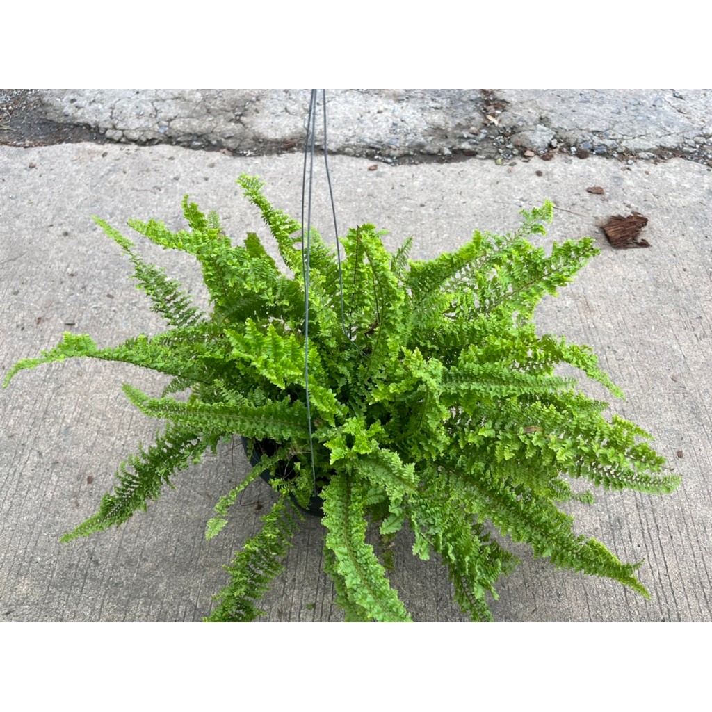 Fern เฟรินขนนก กระถาง 5-8 นิ้ว
