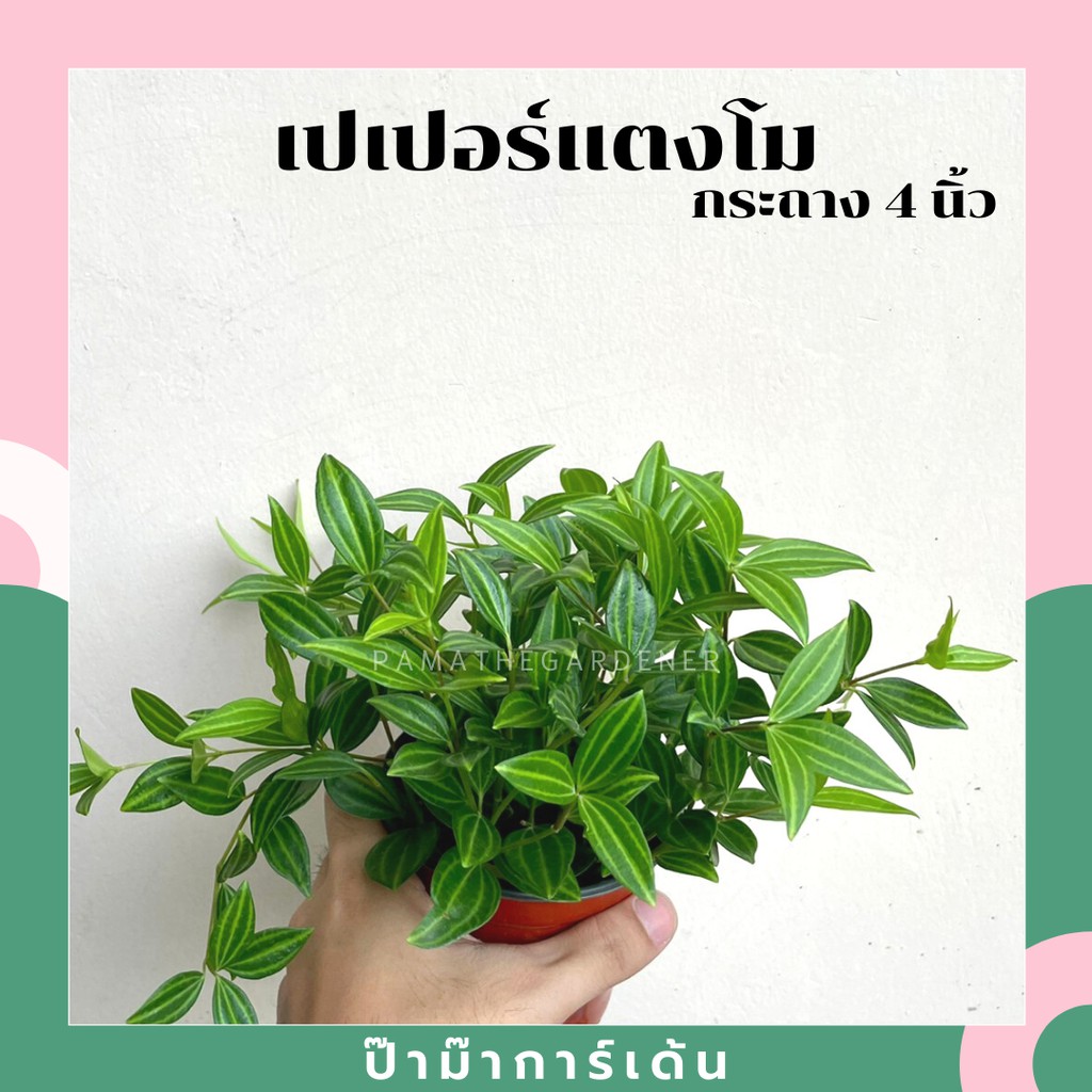 เปเปอร์แตงโม มาในกระถางพร้อมตั้ง
