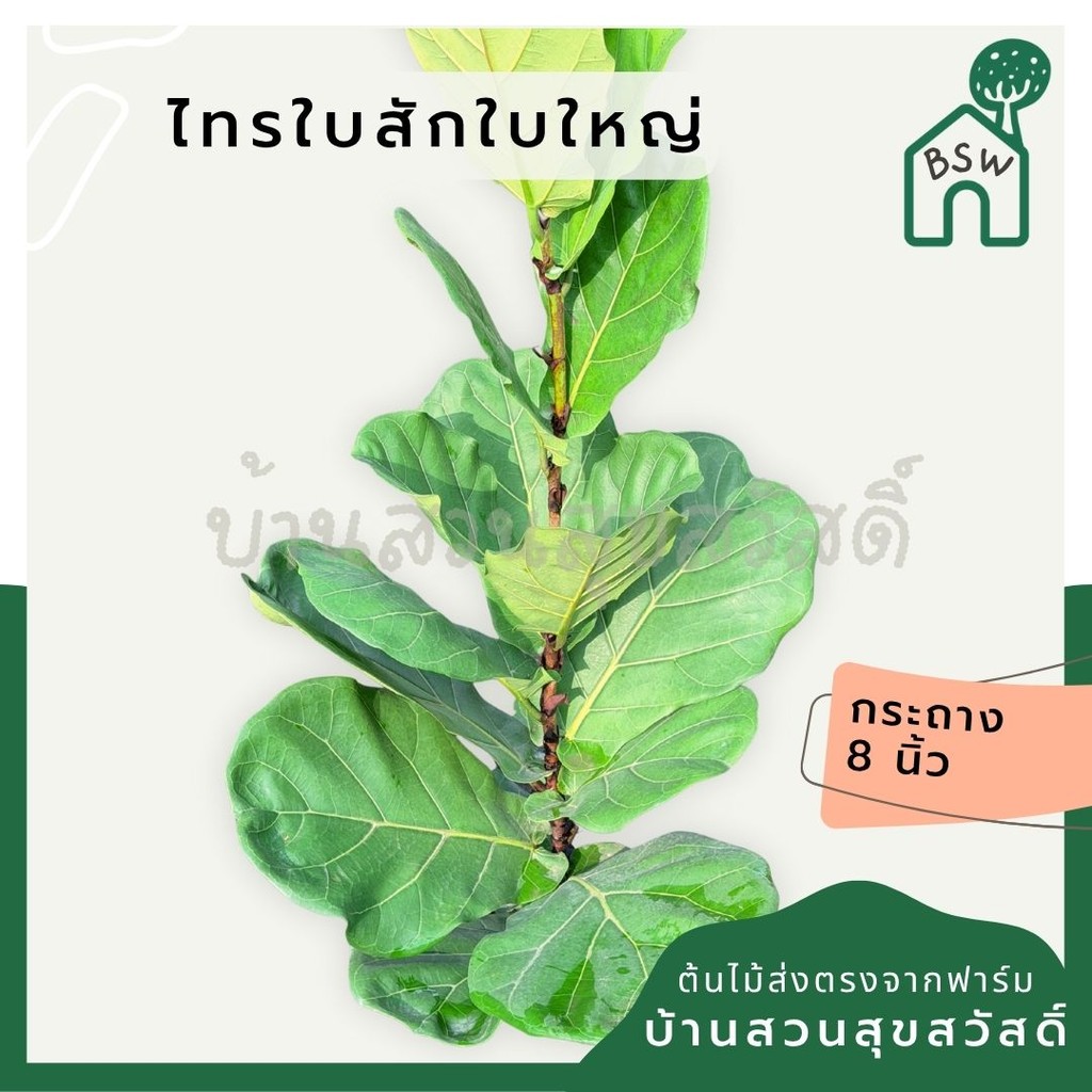 ไทรใบสักใบใหญ่ ส่งพร้อมกระถาง 8 นิ้ว