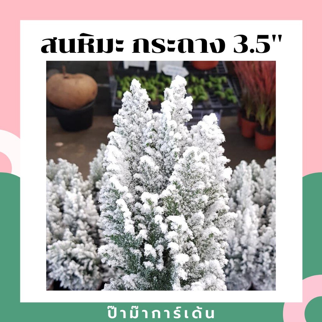 ต้นสนหิมะ ต้นไม้จริง ใครตกแต่งห้องคริสต์มาสห้ามพลาด