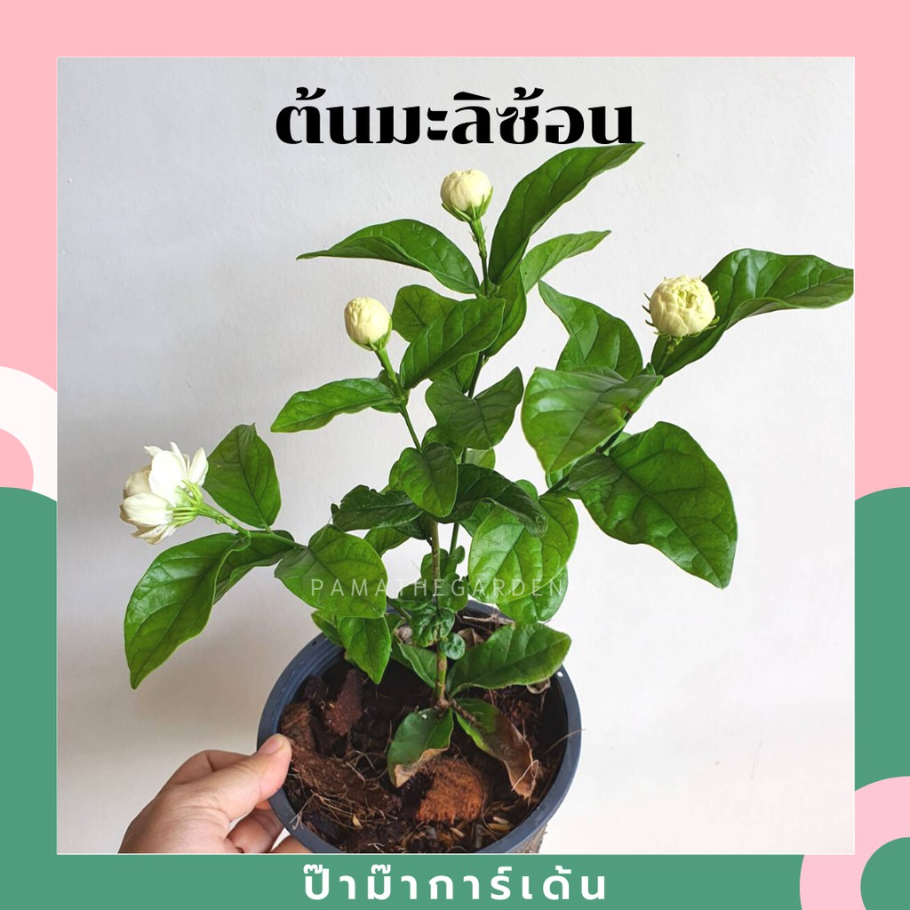 ต้นมะลิซ้อนในกระถาง 5-6 นิ้ว พร้อมตั้ง