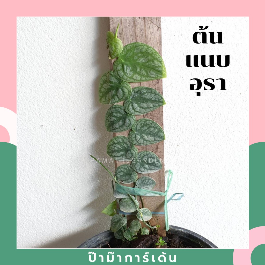 ต้นแนบอุรา หัวใจแนบ ไม้เลื้อยเกาะแผ่นไม้ ขนาดกระถาง 6 นิ้ว & ต้นแนบอุรา Rhaphidophora Crypta