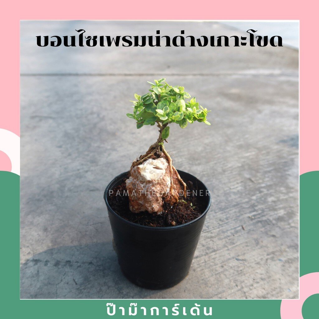 บอนไซ พร้อมกระถาง 3นิ้ว มีหลายสายพันธุ์