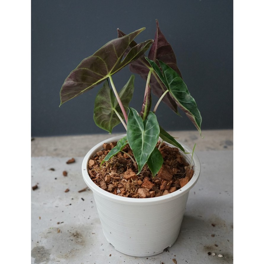 ต้นแก้วสารพัดนึกก้านชมพู อโลคาเซียพิงค์ดราก้อน พร้อมกระถาง alocasia pink dragon - View 2