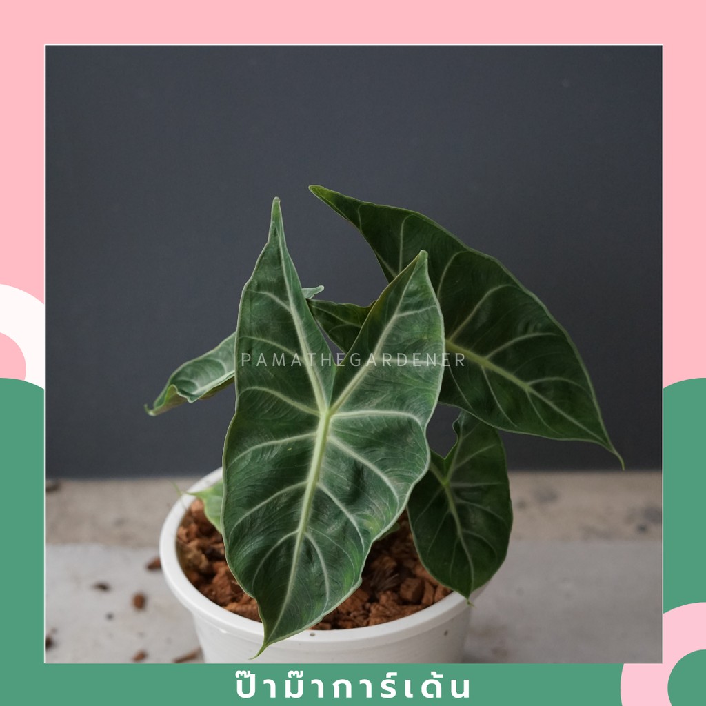 ต้นแก้วสารพัดนึกก้านชมพู อโลคาเซียพิงค์ดราก้อน พร้อมกระถาง alocasia pink dragon - View 3
