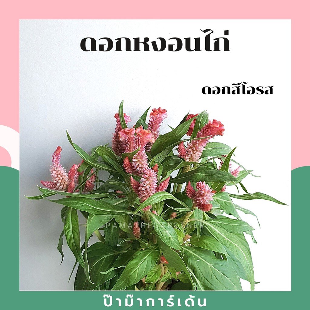 ต้นดอกหงอนไก่ ส่งพร้อมถุงดำนะคะ ถ้าอยากให้เปลี่ยนกระถางบอกได้ค่า