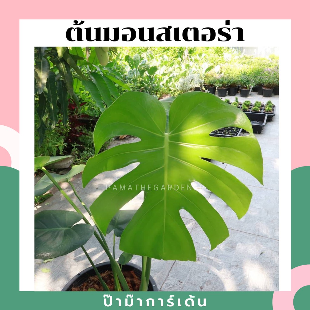 ต้นมอนสเตอร่า เดลิซิโอซ่า ไจแอนท์ กระถาง 4 นิ้ว ถึง 8 นิ้ว ( Monstera Deliciosa Gaint ) - มุมมองที่ 2