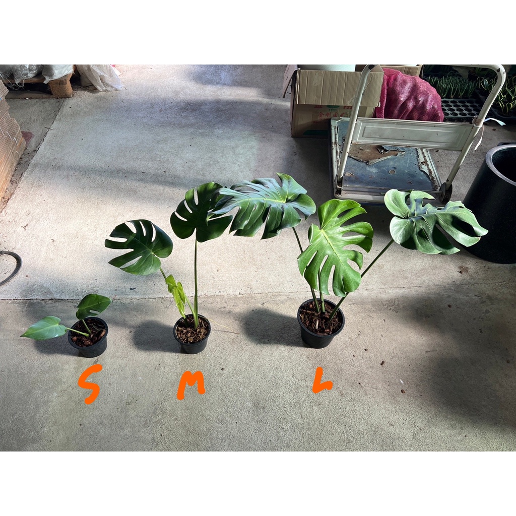 ต้นมอนสเตอร่า เดลิซิโอซ่า ไจแอนท์ กระถาง 4 นิ้ว ถึง 8 นิ้ว ( Monstera Deliciosa Gaint ) - มุมมองที่ 3