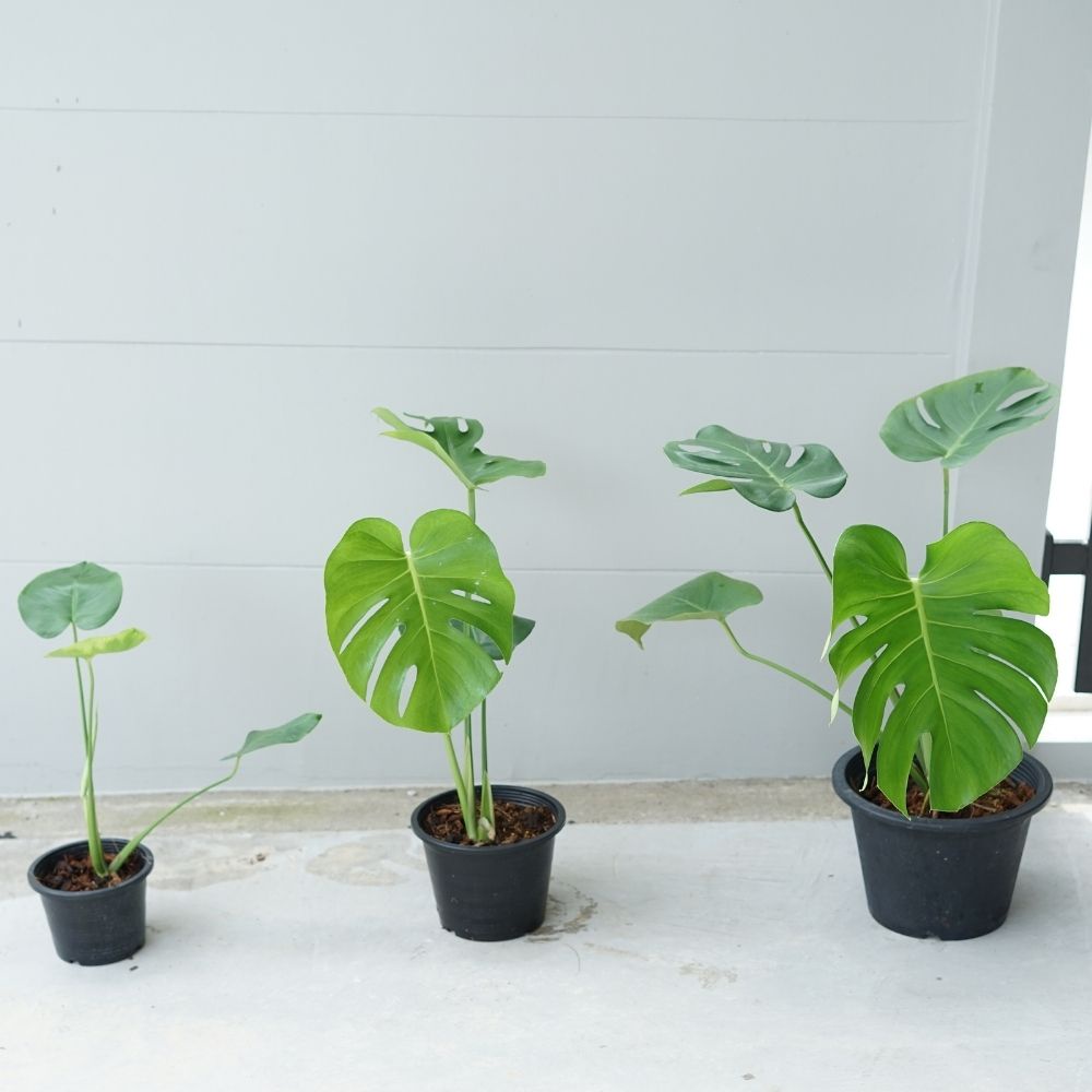 ต้นมอนสเตอร่า เดลิซิโอซ่า ไจแอนท์ กระถาง 4 นิ้ว ถึง 8 นิ้ว ( Monstera Deliciosa Gaint ) - มุมมองที่ 4