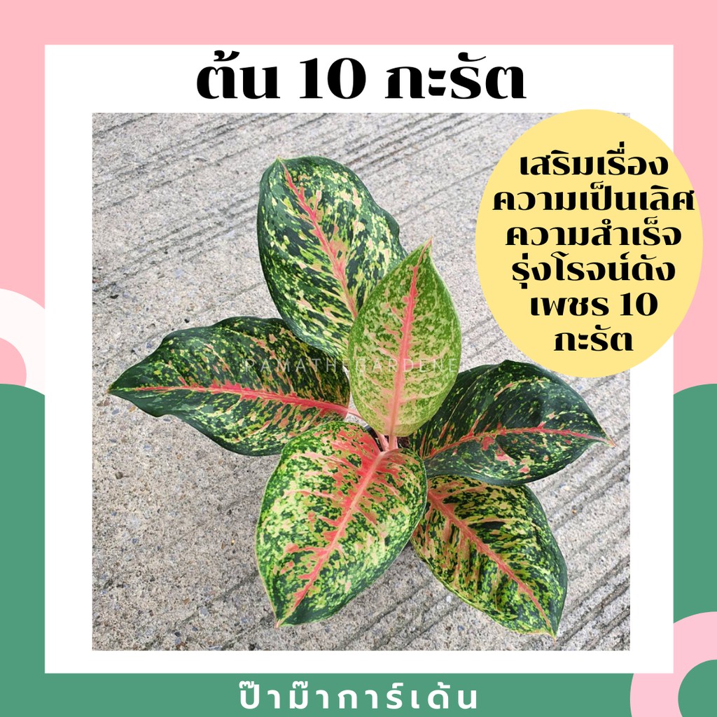 ต้น 10 กะรัต อโกลนีมาชื่อมงคล ใบสีสวย หายาก มาในกระถางพร้อมตั้ง