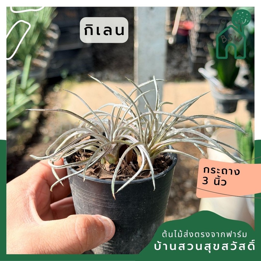 กิเลน     ส่งพร้อมกระถาง 3 นิ้ว