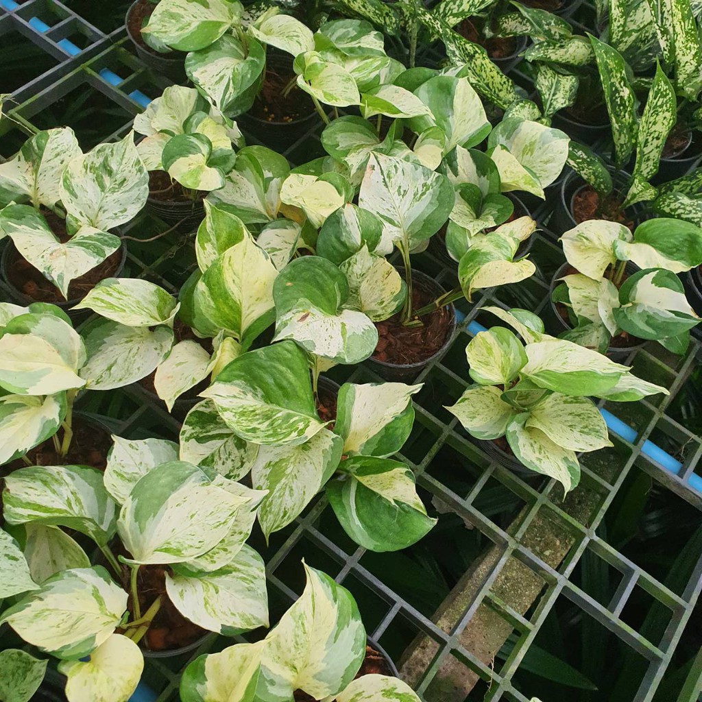 พลูด่างแอปเปิ้ล Epipremnum Aureum ( กระถาง 4 นิ้ว , ตัดยอด ) - View 2