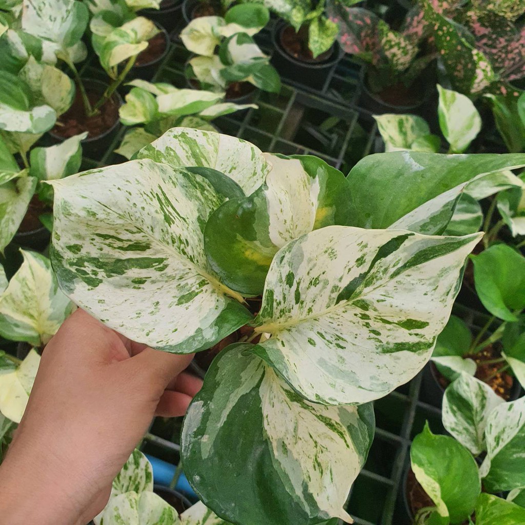 พลูด่างแอปเปิ้ล Epipremnum Aureum ( กระถาง 4 นิ้ว , ตัดยอด ) - View 3
