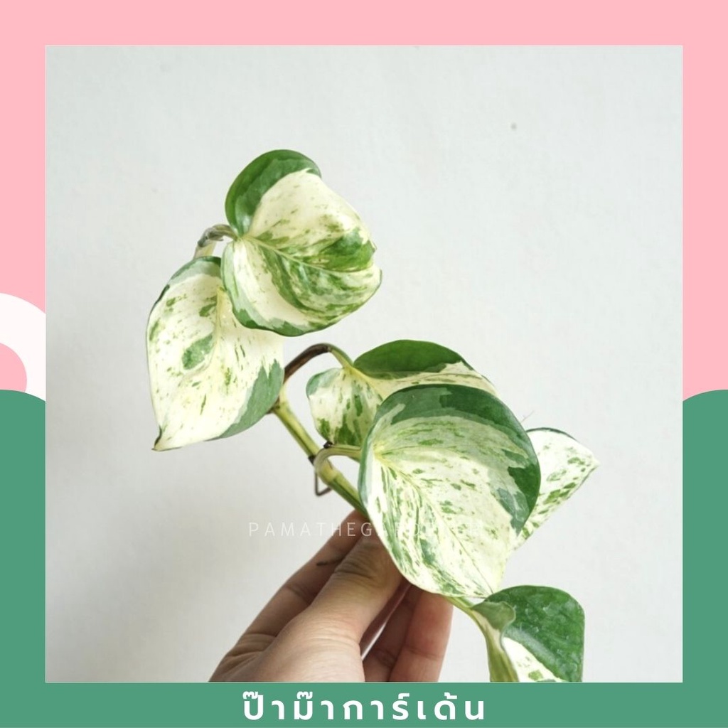 พลูด่างแอปเปิ้ล Epipremnum Aureum ( กระถาง 4 นิ้ว , ตัดยอด ) - View 4