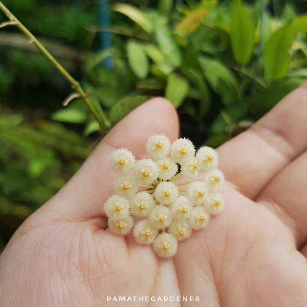 โฮย่ามะลิป่า โฮย่าฮาวาย ดอกสีขาว ในกระถาง 4 นิ้ว พร้อมลวดแขวน