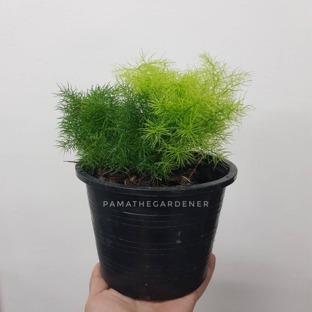 ต้นปริกน้ำค้าง ใบเล็ก ฟู สีเขียวสวย