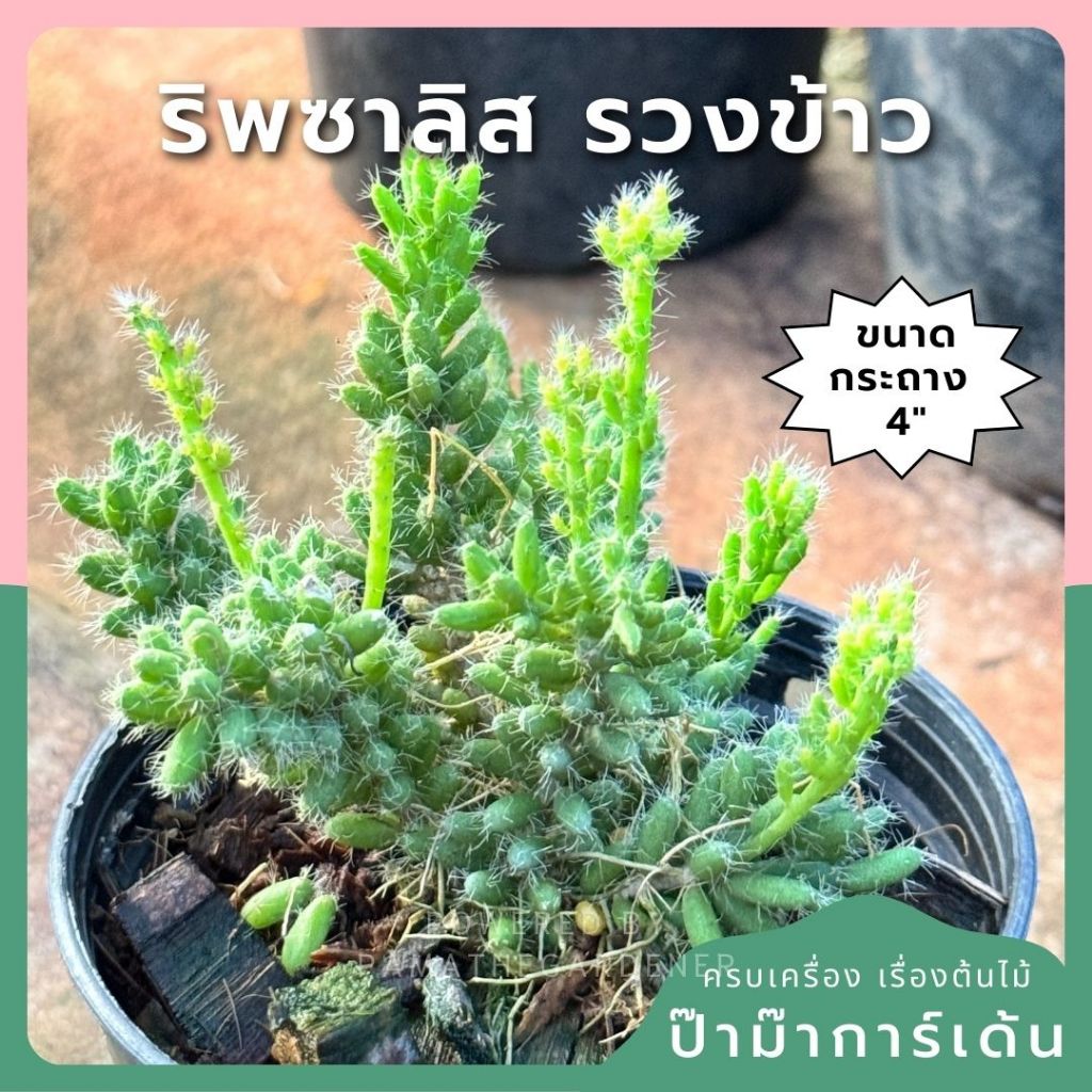 ริพซาลิสรวงข้าว กระถางแขวน 4 นิ้ว – Rhipsalis Cereuscula