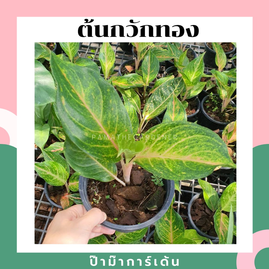 ต้นกวักทอง กระถาง 5-6 นิ้ว ต้นไม้มงคล อโกลนีมา