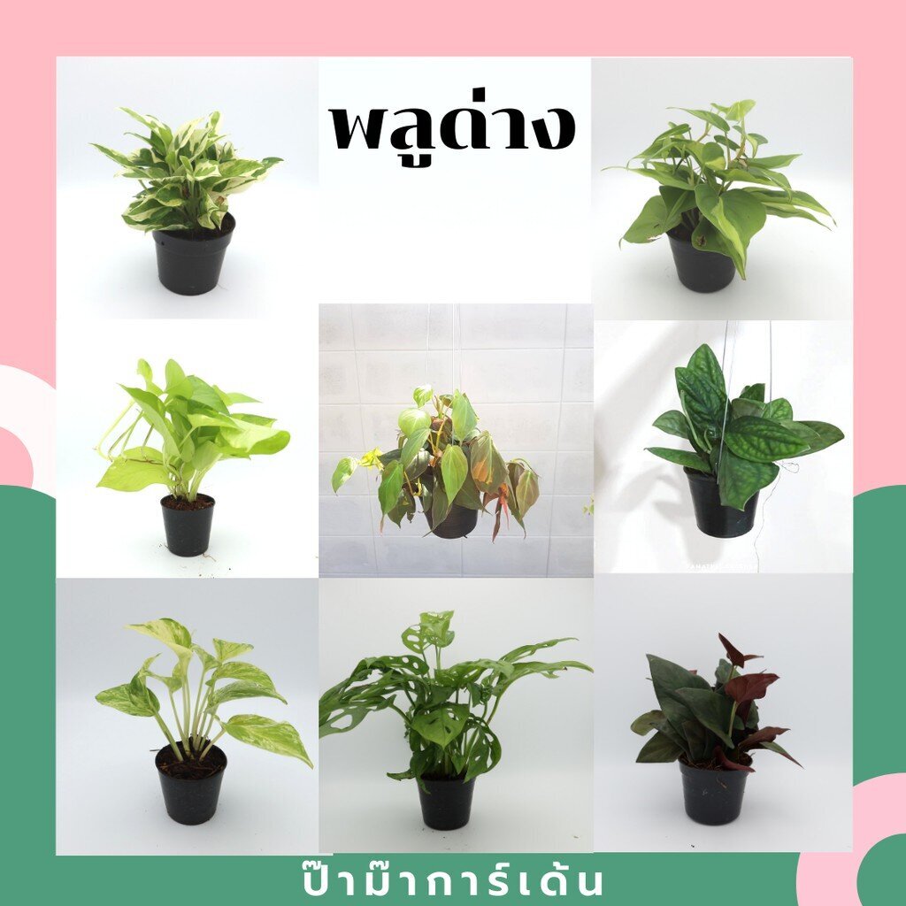 (ซื้อ 6 ลด 10บาท)พลูด่าง ต้นแน่นในกระถาง มีรากแน่น