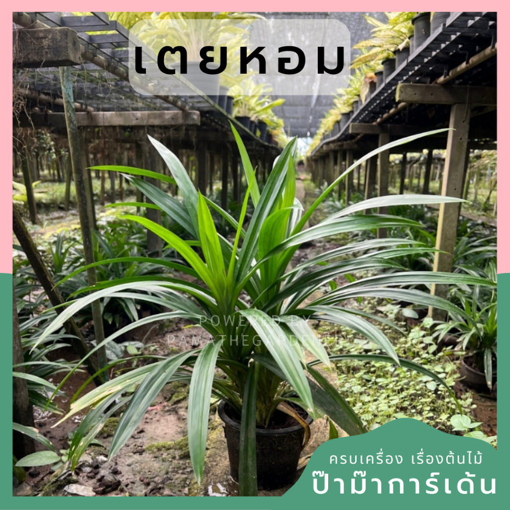 เตยหอม  ต้นไม้ฟอกอากาศ กันยุงสามารถปลูกในน้ำได้ เตยทำขนม