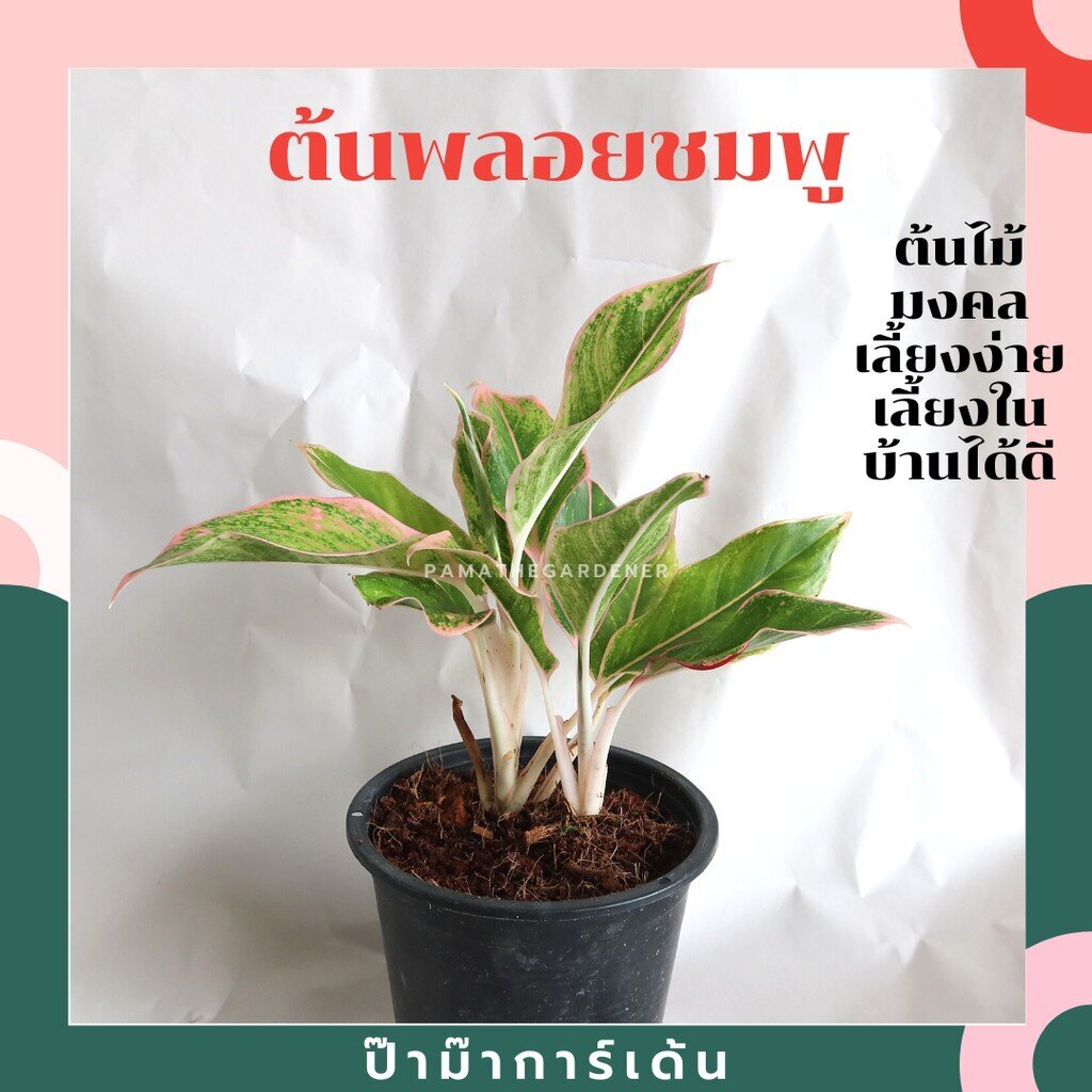 ต้นพลอยชมพู แสงเพชรแสงพลอย ออโรร่าชมพู อโกลนีมา