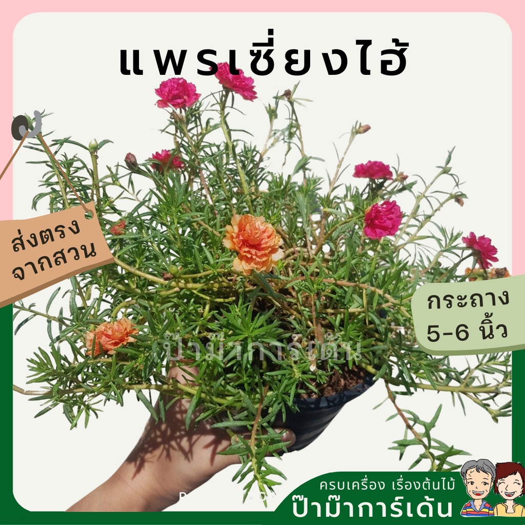 ต้นแพรเซี่ยงไฮ้ ไม้ดอก ไม้แดด ออกดอกตอนสาย