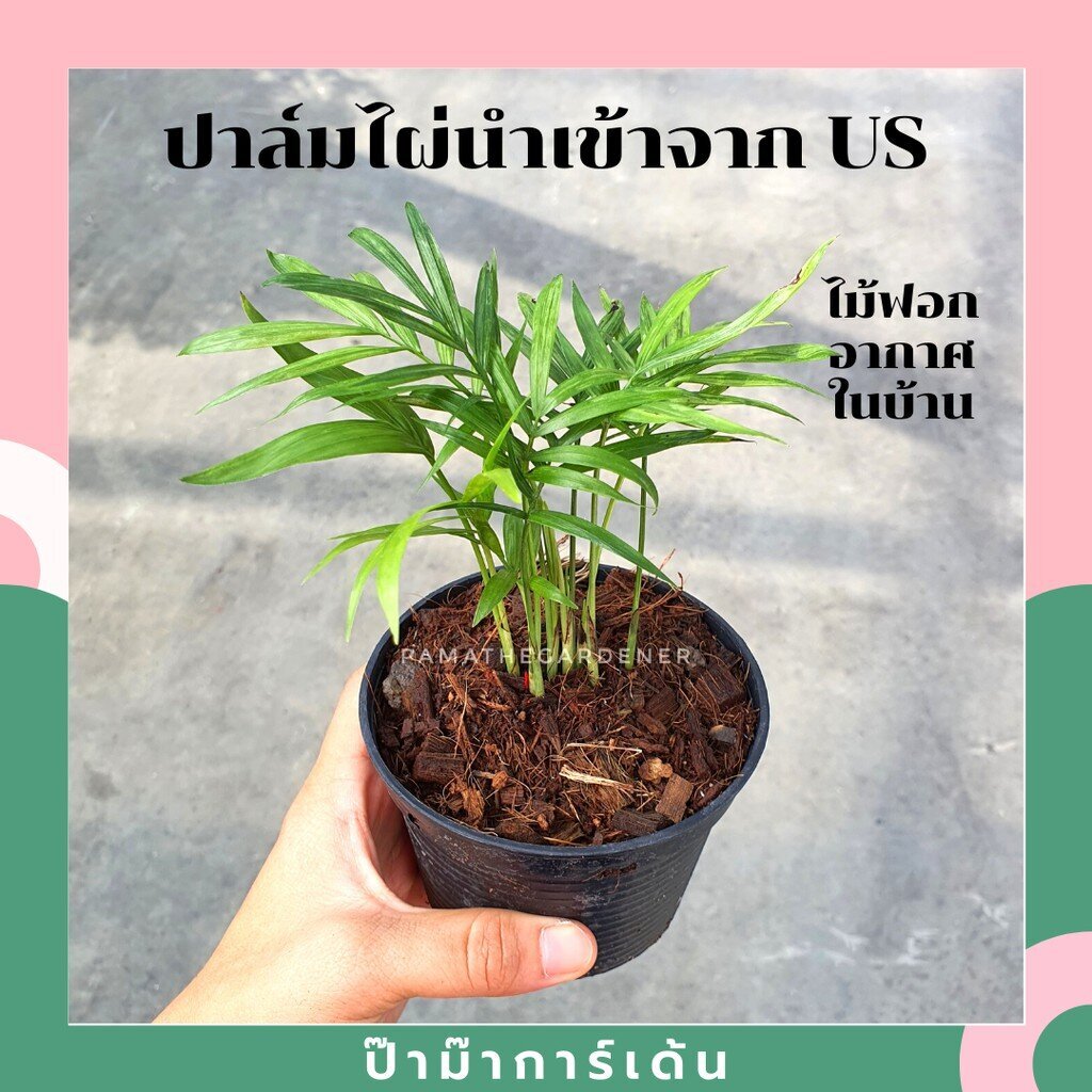 ปาล์มไผ่ ต้นปาล์มไผ่ ไม้ฟอกอากาศ นำเข้าจาก US