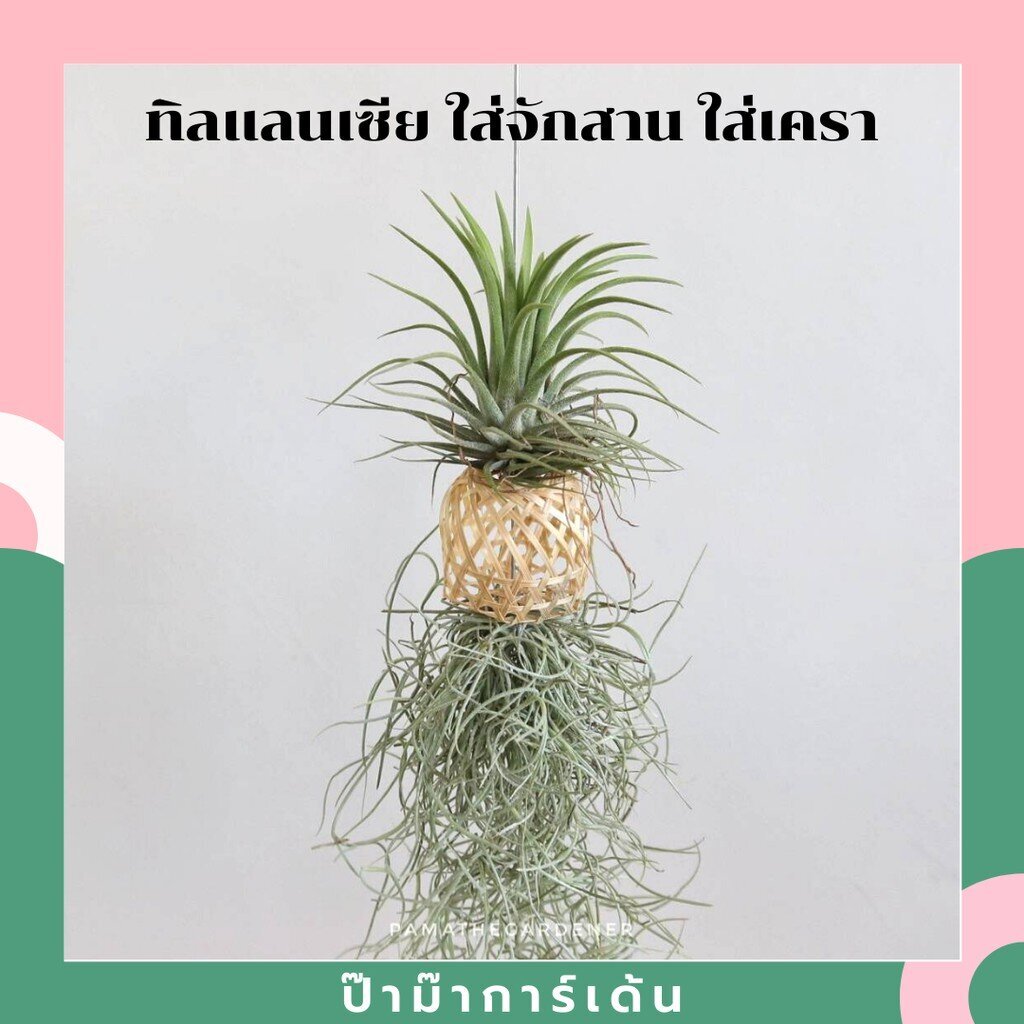 ทิลแลนเซีย ใส่เครื่องจักสาน พร้อมเคราฤาษี
