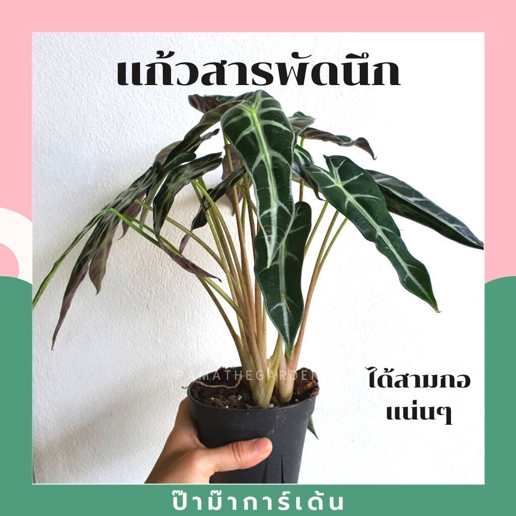 ต้นแก้วสารพัดนึก กอสวย มาพร้อมกระถางพร้อมตั้ง