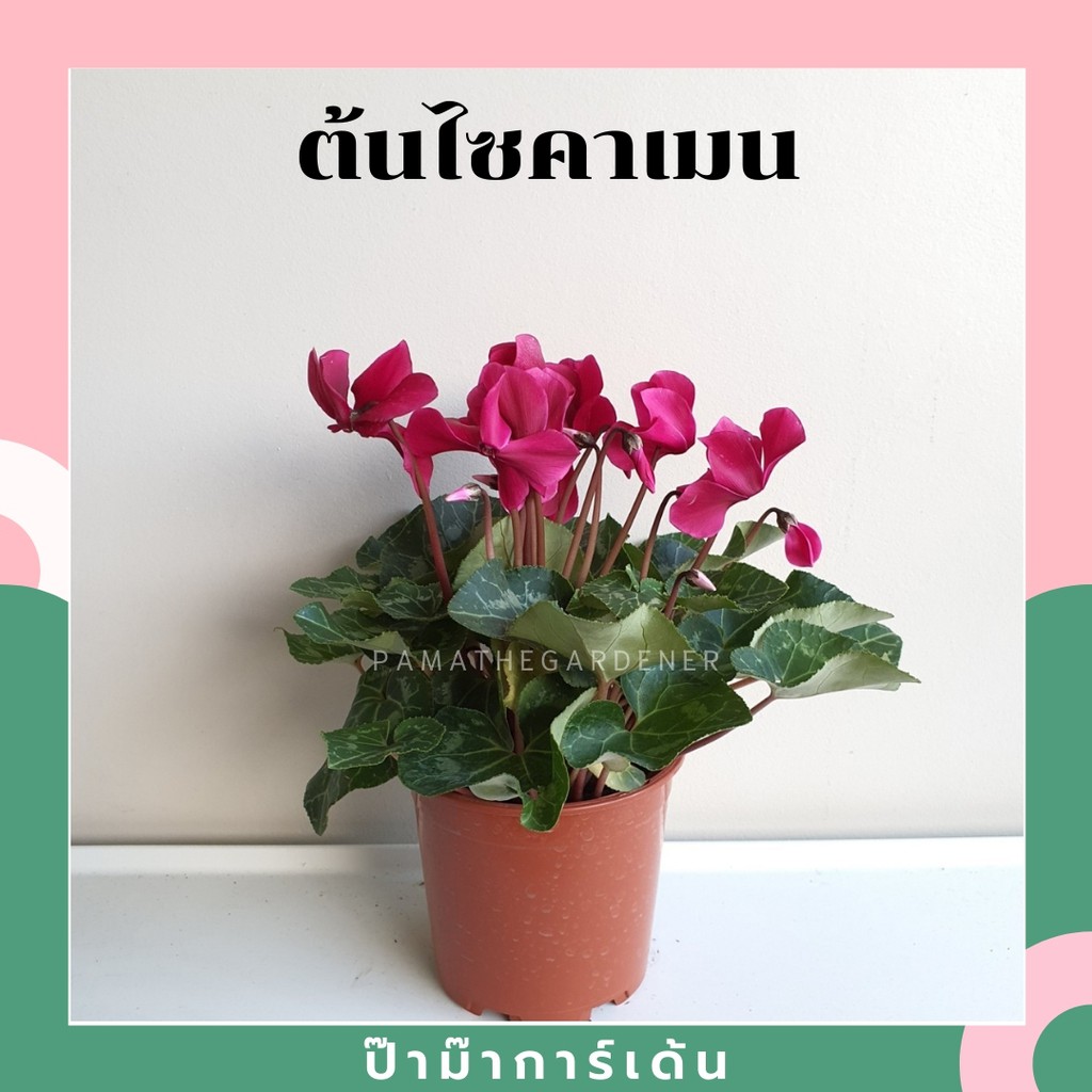 ต้นไซคลาเมน ใบสวย ดอกสีชมพูบานเย็น มาพร้อใกระถาง4-5นิ้ว