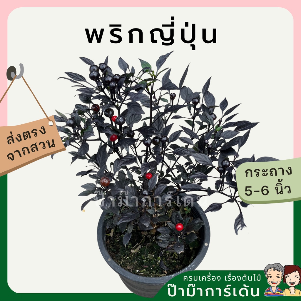 ต้นพริกญี่ปุ่น มาในกระถางพร้อมตั้ง ไ้ม้แดด