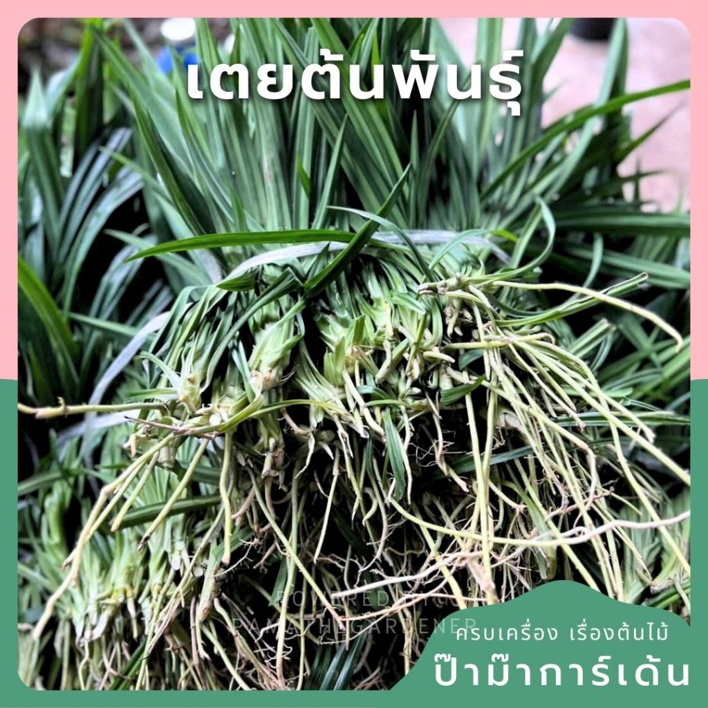 300 ต้น ฟรี 30 เตยหอมต้นพันธุ์ สำหรับปลูก – Pandan Plant