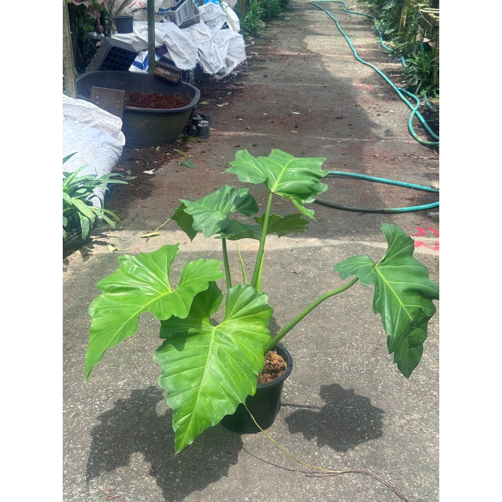 ฟิโลเดนดรอน หูช้าง Philodendron giganteum Schott  ส่งพร้อมกระถาง 8-11 นิ้ว - มุมมองที่ 3