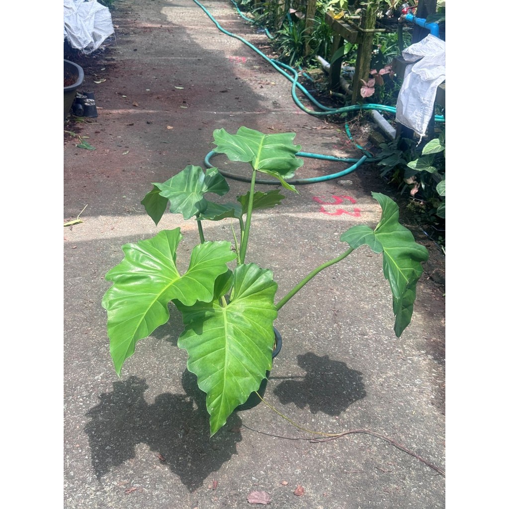 ฟิโลเดนดรอน หูช้าง Philodendron giganteum Schott  ส่งพร้อมกระถาง 8-11 นิ้ว - มุมมองที่ 4